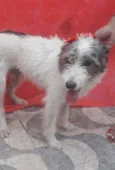 Nala