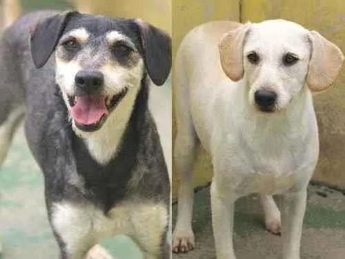 Cachorro raça  idade 4 anos nome OZZY E ZIGGY