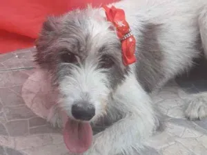 Cachorro raça SRD idade 2 anos nome Nala