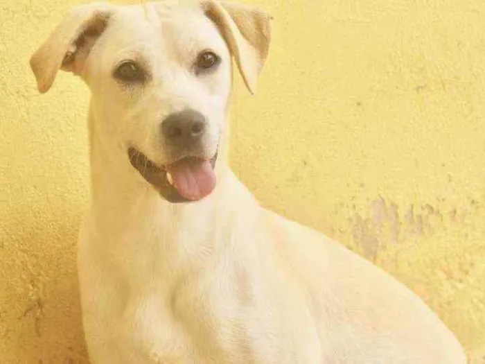 Cachorro raça  idade 1 ano nome MIKA