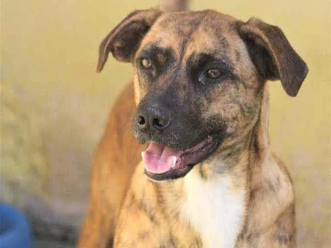 Cachorro raça  idade 1 ano nome JIMMY