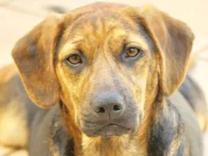 Cachorro raça  idade 1 ano nome OZZY