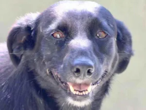 Cachorro raça  idade 6 ou mais anos nome DEBBY