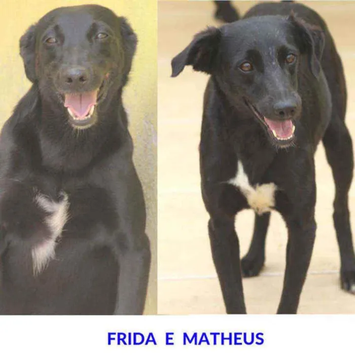 Cachorro ra a  idade 6 ou mais anos nome FRIDA E MATHEUS