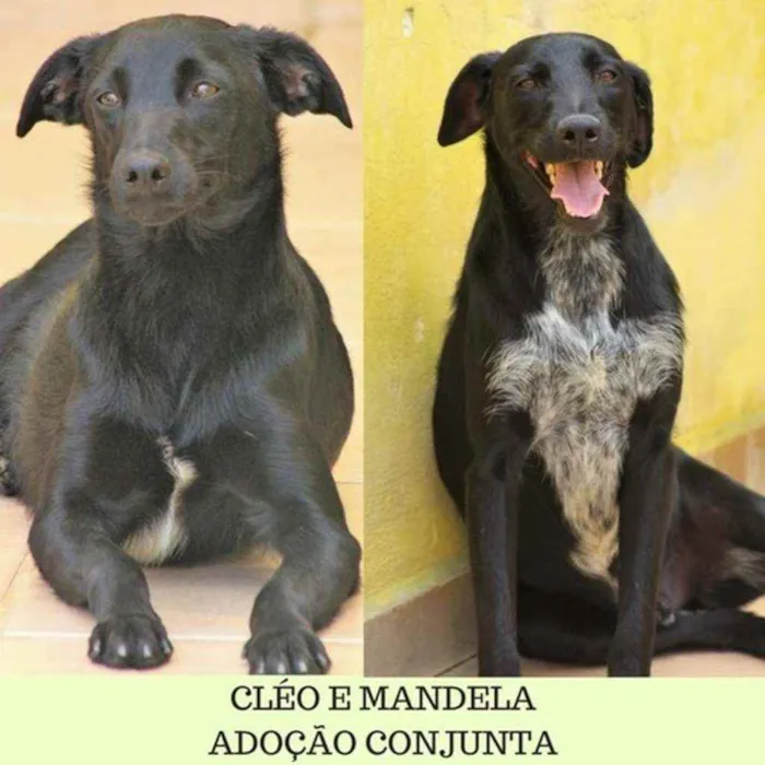 Cachorro ra a  idade 6 ou mais anos nome CLEO E MANDELA