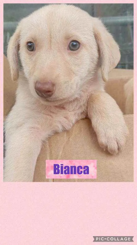 BIANCA