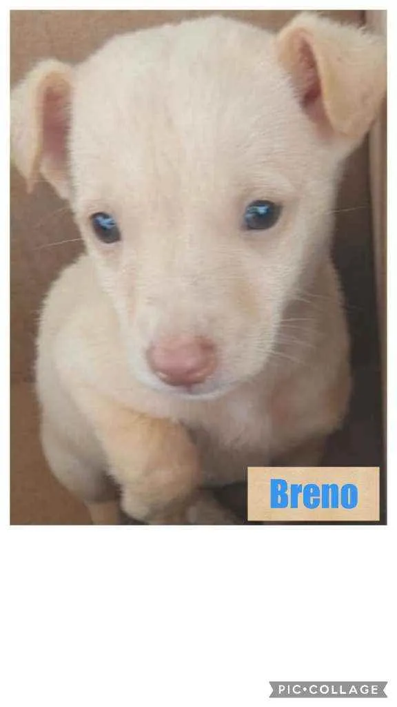 Cachorro ra a SRD idade 2 a 6 meses nome BRENO