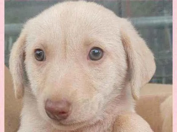 Cachorro raça srd idade 2 a 6 meses nome BIANCA