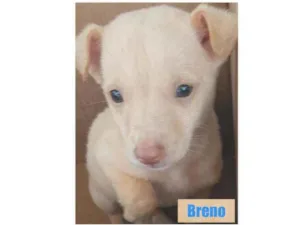 Cachorro raça SRD idade 2 a 6 meses nome BRENO