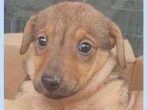 Cachorro raça SRD idade 2 a 6 meses nome BRUNO