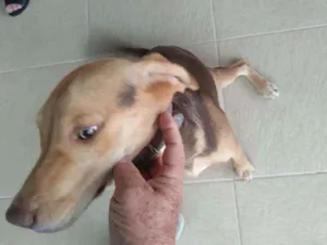 Cachorro raça Beagle idade 7 a 11 meses nome Lotema