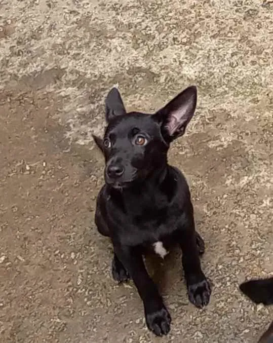 Cachorro raça SRD idade 2 a 6 meses nome Aninha