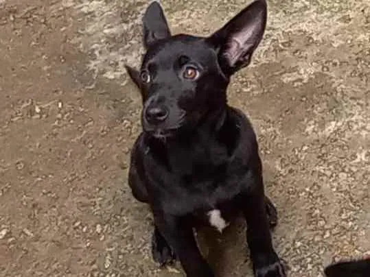 Cachorro raça SRD idade 2 a 6 meses nome Aninha