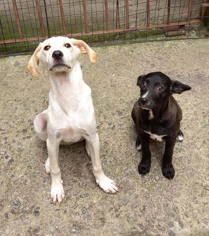 Cachorro raça SRD idade 2 a 6 meses nome Ana Luisa