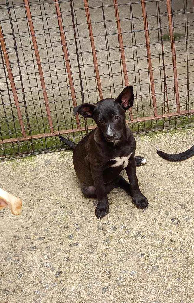 Cachorro raça SRD idade 2 a 6 meses nome Ana Luisa
