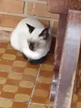 Não tem