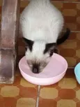 Não tem