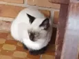 Não tem