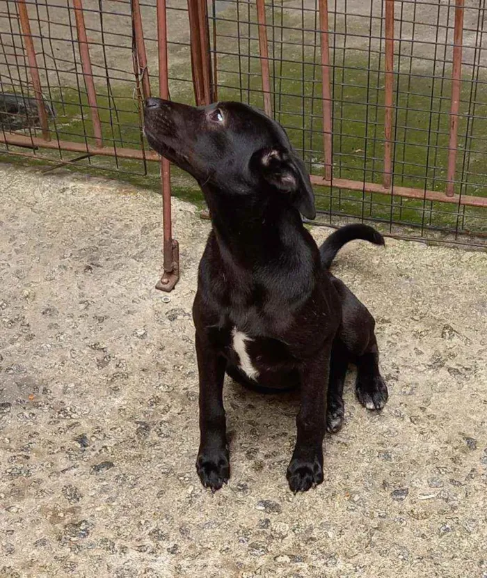 Cachorro raça SRD idade 2 a 6 meses nome Ana Paula