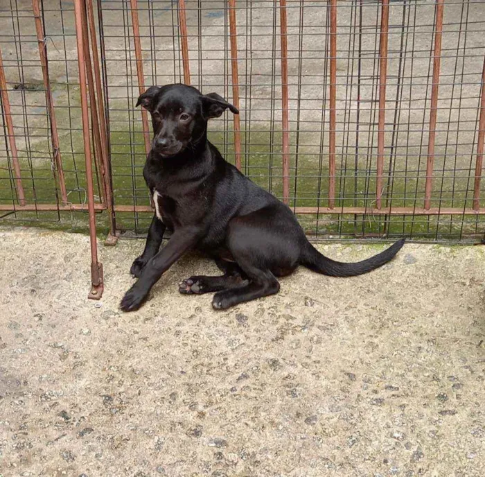 Cachorro raça SRD idade 2 a 6 meses nome Ana Paula