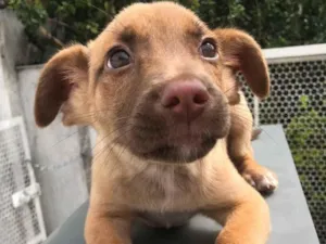 Cachorro raça SRD idade Abaixo de 2 meses nome Sem nome