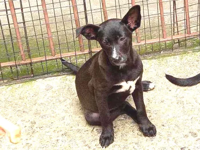 Cachorro raça SRD idade 2 a 6 meses nome Ana Luisa