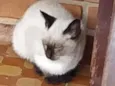 Não tem