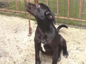 Cachorro raça SRD idade 2 a 6 meses nome Ana Paula