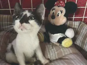 Gato raça SRD idade Abaixo de 2 meses nome Maracá 