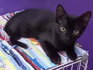 Gato raça SRD idade 2 a 6 meses nome Lisa