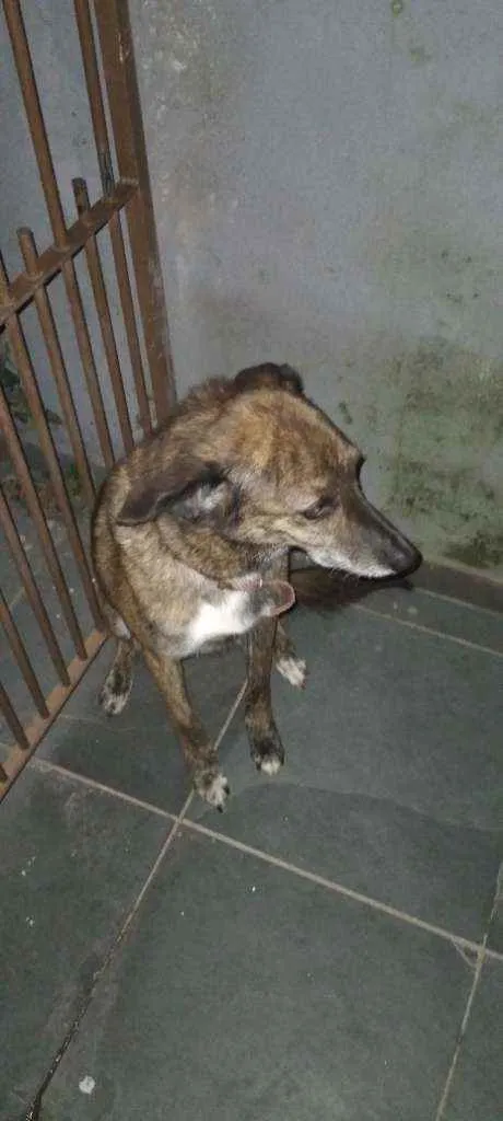 Cachorro ra a viralata idade 6 ou mais anos nome spike