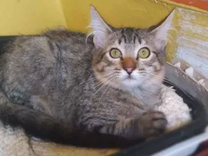 Gato raça Srd idade 2 a 6 meses nome Thundercat 