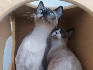 Gato raça Srd idade 2 a 6 meses nome July & April