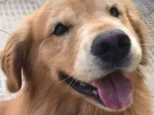 Cachorro raça Golden Retriever idade 6 ou mais anos nome Charlie Brawn