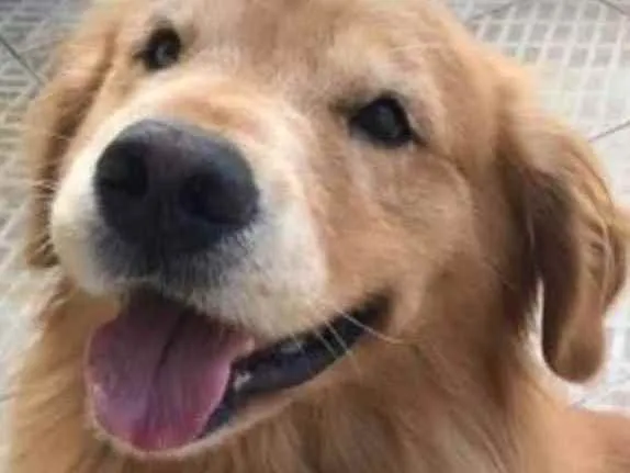 Cachorro raça Golden Retriever idade 6 ou mais anos nome Charlie Brawn