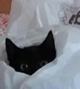 Nikita