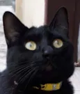 Nikita