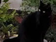 Nikita