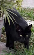 Nikita