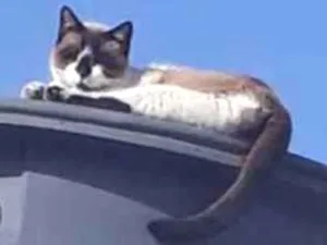 Gato raça siames idade 3 anos nome Nininha