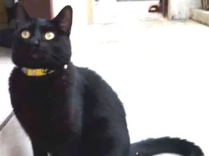 Gato raça SRD idade 2 anos nome Nikita