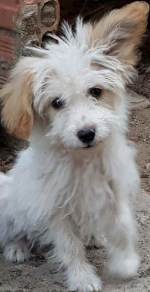 Cachorro ra a Border Collie, poodle, srd idade 2 a 6 meses nome Branquinho