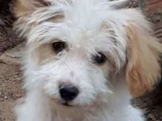 Cachorro ra a Border Collie, poodle, srd idade 2 a 6 meses nome Branquinho