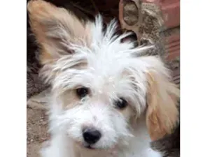 Cachorro raça Border Collie, poodle, srd idade 2 a 6 meses nome Branquinho