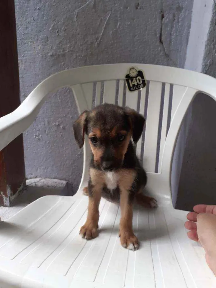 Cachorro ra a SRD Mestiço  idade Abaixo de 2 meses nome Fêmea 