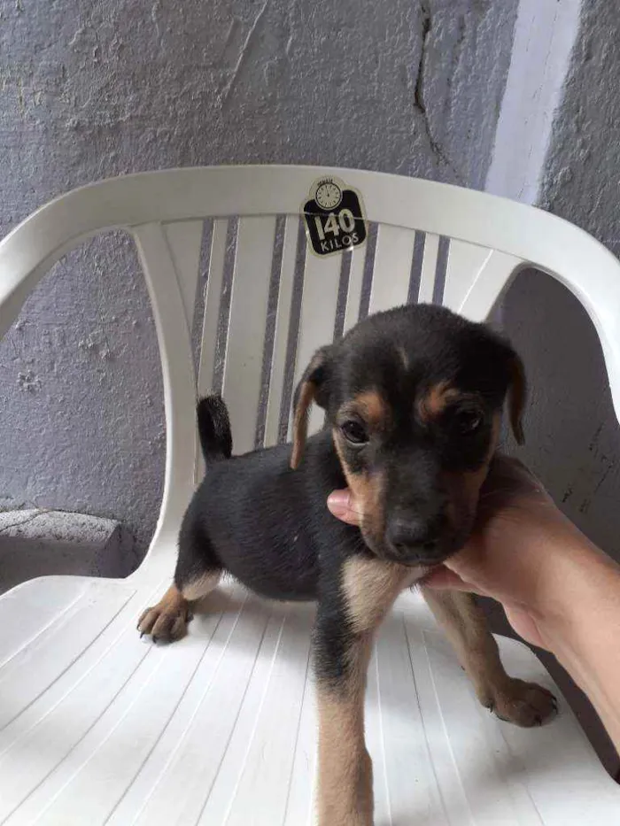 Cachorro ra a SRD Mestiço  idade Abaixo de 2 meses nome Macho