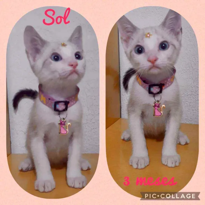 Gato raça SRD  idade 2 a 6 meses nome Sol 