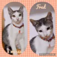 Gato raça SRD  idade 2 a 6 meses nome Fred 
