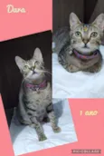 Gato raça SRD  idade 1 ano nome Dara 