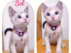 Gato raça SRD  idade 2 a 6 meses nome Sol 
